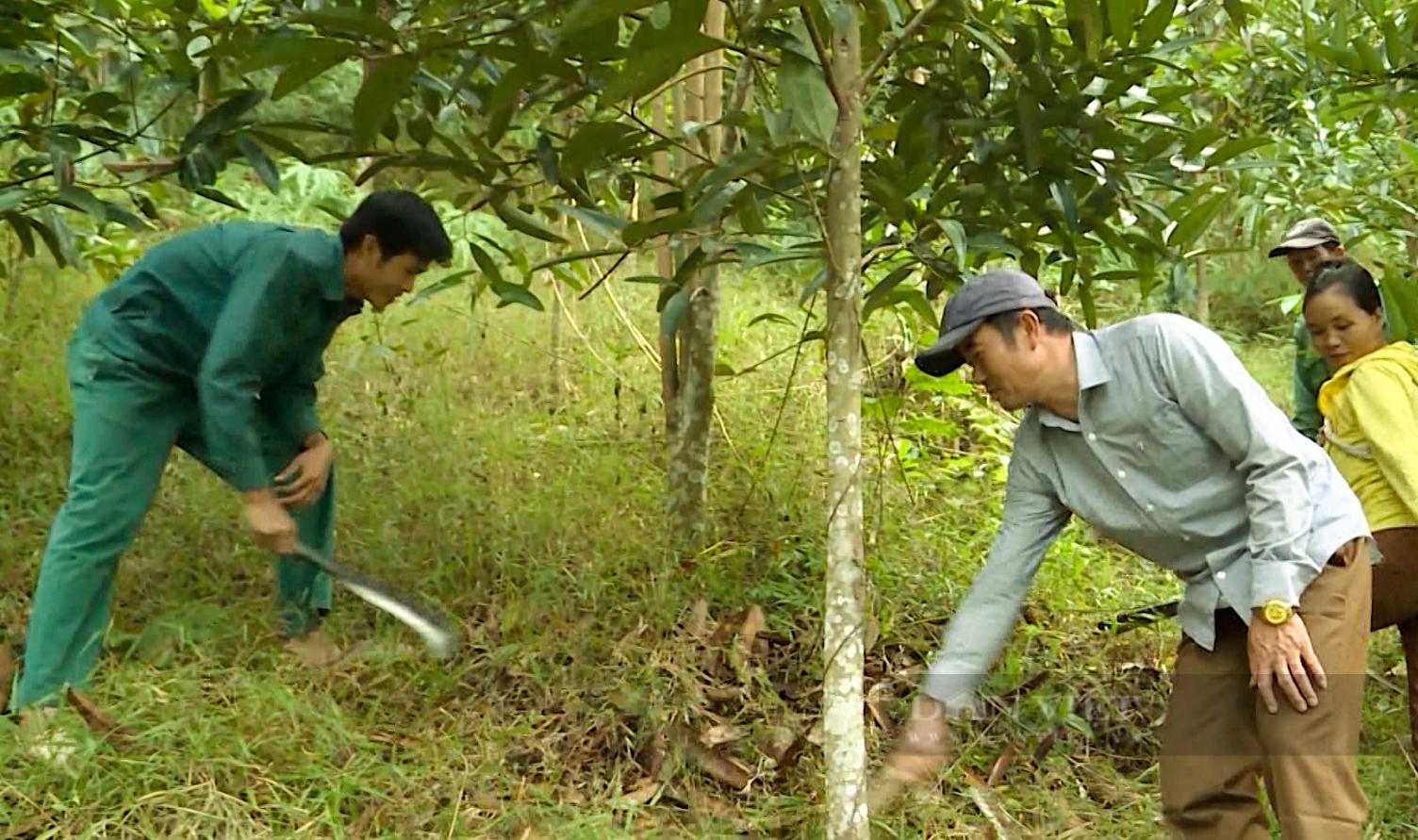 Trồng cây quế, mới chỉ tỉa lá và cành nông dân vùng cao Lai Châu thoát nghèo - Ảnh 3.