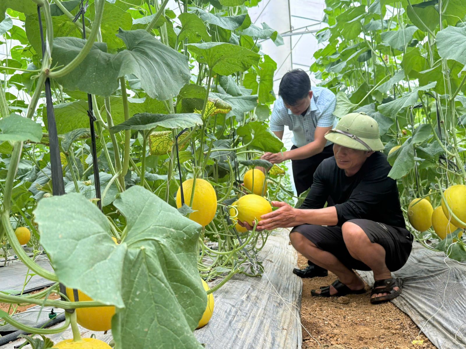 https://nongthonmoi.laichau.gov.vn/upload/105069/fck/adminnnlc/gen-h-z7707689322637_0b4de4f2a46858b0c86659a4305fcca5.jpg